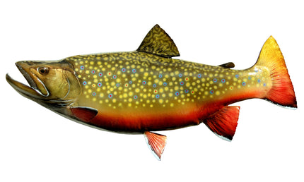 22-INCH BROOK TROUT