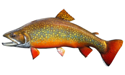 25-INCH BROOK TROUT