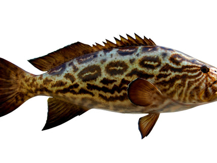 Collection image for: GROUPER, BROOMTAIL