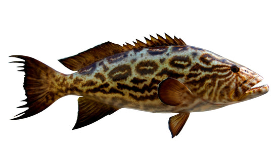41-INCH BROOMTAIL GROUPER