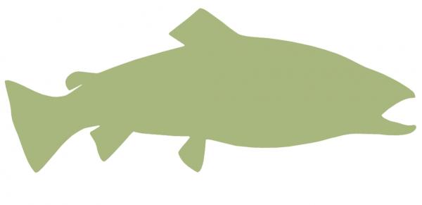31-INCH BROWN TROUT BLANK, ECONOMICAL