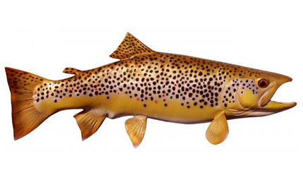 18-INCH BROWN TROUT (R)