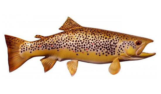 18-INCH BROWN TROUT (R)