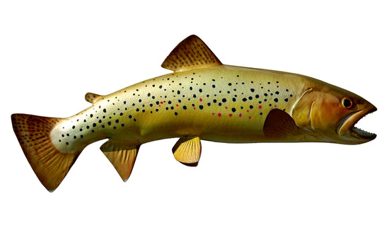 19-INCH BROWN TROUT