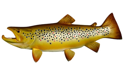 22-INCH BROWN TROUT