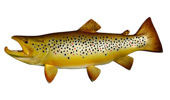 22-INCH BROWN TROUT