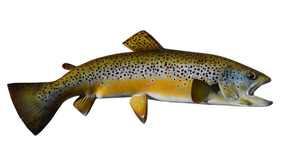 23-INCH BROWN TROUT