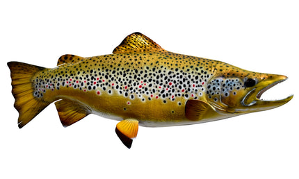24-INCH BROWN TROUT
