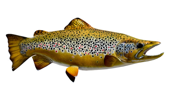 24-INCH BROWN TROUT