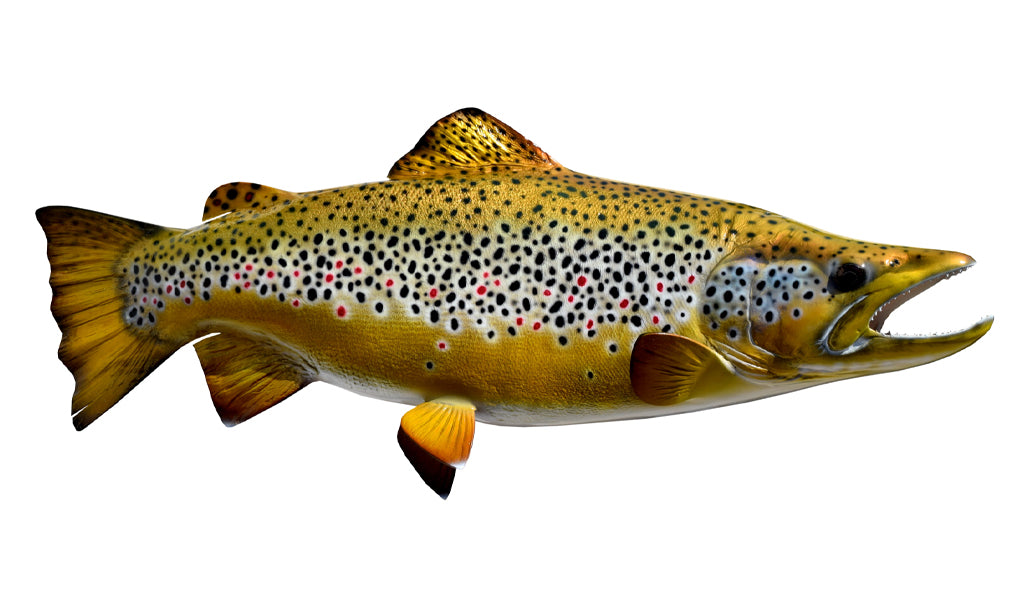 24-Inch Brown Trout Fish Mount | King Sailfish Mounts