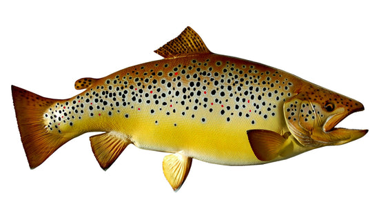25-INCH BROWN TROUT