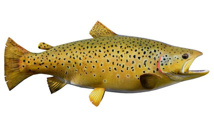 26-INCH BROWN TROUT