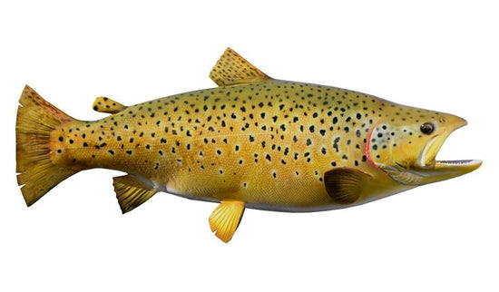 26-INCH BROWN TROUT