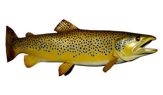 28-INCH BROWN TROUT (R)