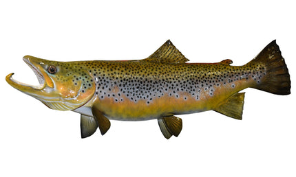 31-INCH BROWN TROUT (L)