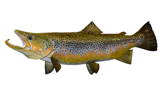 31-INCH BROWN TROUT (L)