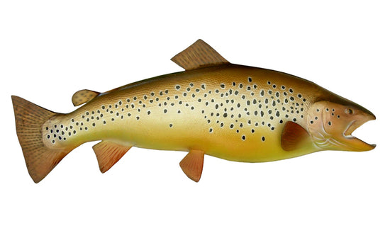 31-INCH BROWN TROUT (R)