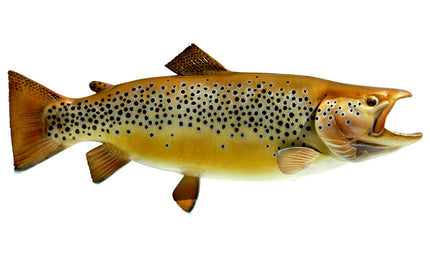 34-INCH BROWN TROUT