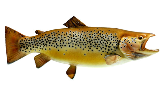 34-INCH BROWN TROUT