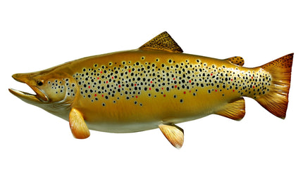 36-INCH BROWN TROUT