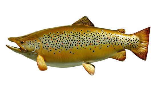 36-INCH BROWN TROUT