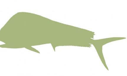 48-INCH BULL DOLPHIN BLANK, ECONOMICAL