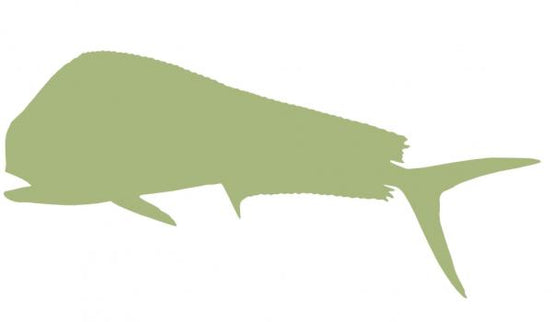 48-INCH BULL DOLPHIN BLANK, ECONOMICAL
