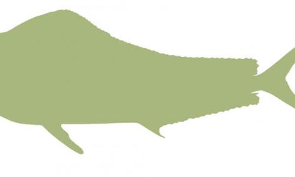 60-INCH BULL DOLPHIN BLANK, ECONOMICAL