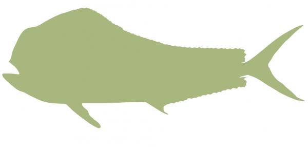 60-INCH BULL DOLPHIN BLANK, ECONOMICAL