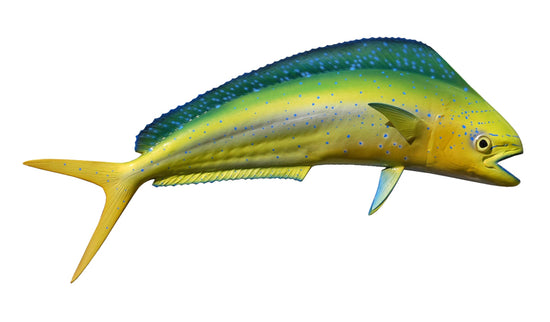 22-INCH BULL DOLPHIN