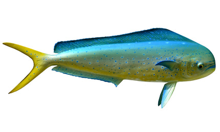 25-INCH BULL DOLPHIN