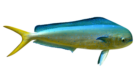 25-INCH BULL DOLPHIN