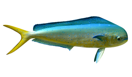 25-INCH BULL DOLPHIN