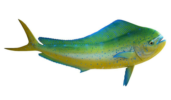 32-INCH BULL DOLPHIN