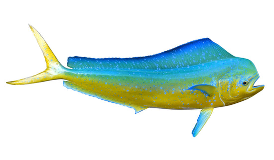 36-INCH BULL DOLPHIN