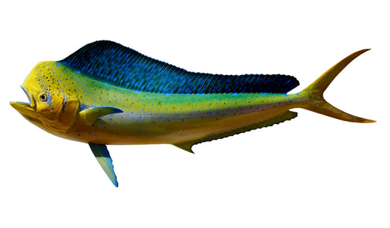 39-INCH BULL DOLPHIN
