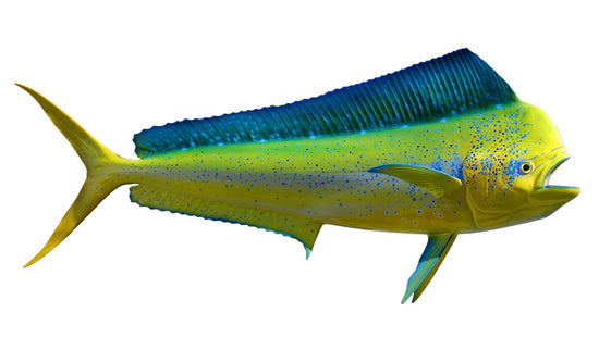 40-INCH BULL DOLPHIN