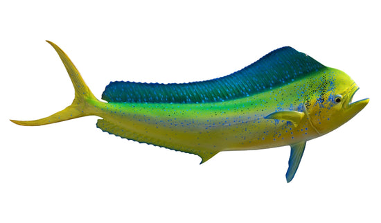 42-INCH BULL DOLPHIN