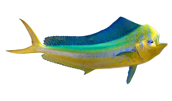 46-INCH BULL DOLPHIN