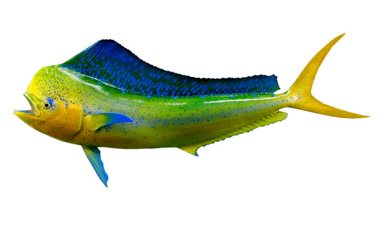 47-INCH BULL DOLPHIN