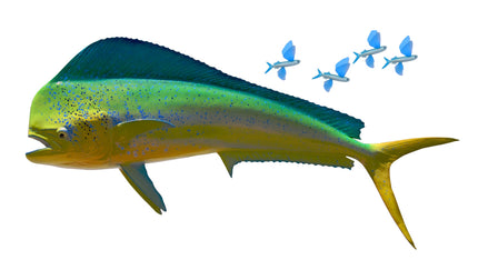 48-INCH BULL DOLPHIN