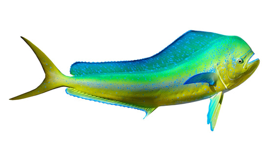 49-INCH BULL DOLPHIN