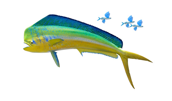 52-INCH BULL DOLPHIN