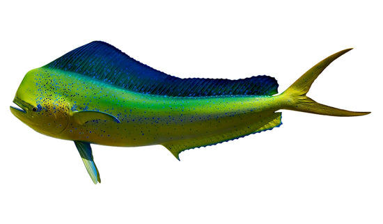 53-INCH BULL DOLPHIN (L)