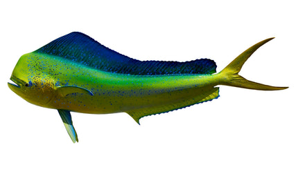 53-INCH BULL DOLPHIN (L)