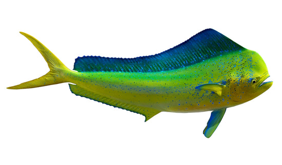 53-INCH BULL DOLPHIN (R)