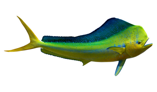 56-INCH BULL DOLPHIN