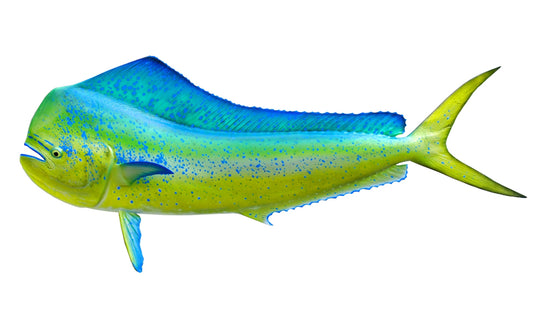 58-INCH BULL DOLPHIN
