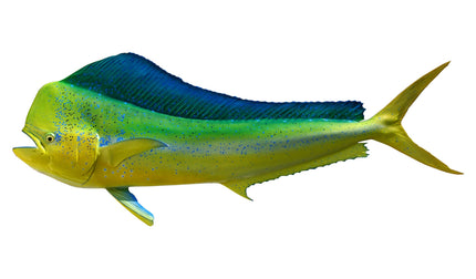 60-INCH BULL DOLPHIN