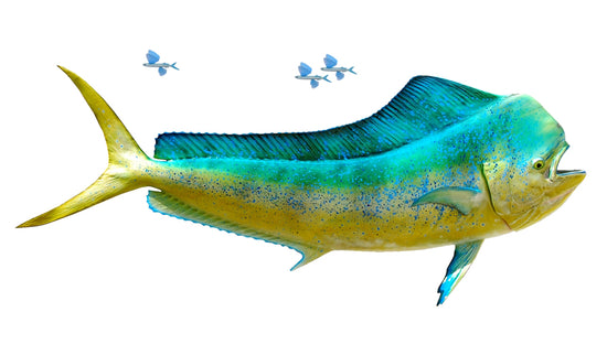62-INCH BULL DOLPHIN